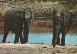 Delcampe - Africa Afrika Olifanten Wildlife Twee Dieren Bij Waterpoel Eurozone #SCH392 - Elefanten