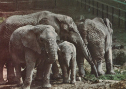 Delcampe - Nederland Afrikaanse Olifanten Familie Met Kalf Dierentuin Beschreven #SCH391 - Elefanten