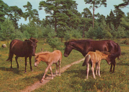 Delcampe - Nederland Natuur Landschap Met Paarden En Veulens Afgestempeld #SCH347 - Königshäuser