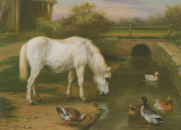 Delcampe - Nederland Landschap Paard Drinkt Uit Beek Met Eenden Landelijke Scène #SCH346 - Königshäuser