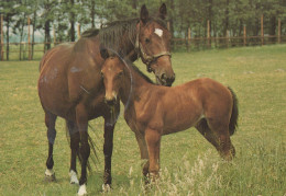 Delcampe - Nederland Paarden Merrie En Veulen In Landelijke Weide Dierlijk Tafereel #SCH352 - Königshäuser