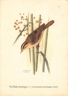 Delcampe - Art By Ph Goemer 1958 Songbird On Plant Binsenrohrfaenger Vintage Postcard B818 - Sonstige & Ohne Zuordnung