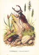 Delcampe - Insect Art By Ph Goemer Hirschkaefer Lucanus Cervus Beetle Maybug Postcard B818 - Sonstige & Ohne Zuordnung