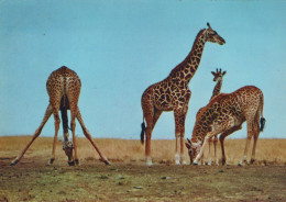 Delcampe - Africa General Savana Giraffe Fauna Selvatica Affrancata Unposted #SCK330 - Giraffen