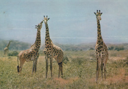Delcampe - France Afrique Faune Sauvage Girafes Paysage Africain Avec Marques #SCK329 - Giraffen