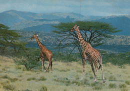 Delcampe - Africa Landscape Two Giraffes And Acacia Trees #SCK328 - Giraffen