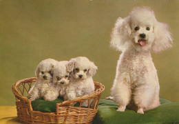 Delcampe - Nederland Schiedam Zuid Holland Witte Dwergpoedels Honden Familie Gepost #SCK320 - Schiedam