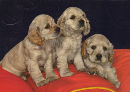 Delcampe - Nederland Brielle Cocker Spaniel Puppy S Honden Gefrankeerd #SCK325 - Brielle