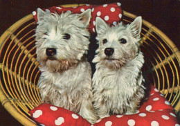 Delcampe - Nederland Delft Westie Honden Dierenportret Kunst Gepost #SCK317 - Delft