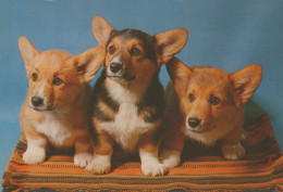 Delcampe - Nederland Vlaardingen Dier Drie Schattige Welsh Corgi Pembroke Puppy S #SCK309 - Vlaardingen