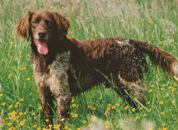 Delcampe - Deutschland Brauner Jagdhund Wiese Natur Tierfotografie Gelaufen #SCK306 - Höllental