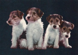 Delcampe - Deutschland Studio Vier Junge Hunde Welpen Terrier Unposted #SCK315 - Höllental