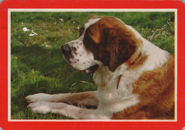 Delcampe - Nederland Bussom Bussum Sint Bernard Hond Liggend Op Gras Persoonlijke #SCK304 - Bussum