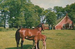 Delcampe - Nederland Epe Paarden Merrie En Veulen Boerderij Verzonden #SCK238 - Epe