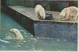 Delcampe - Nederland Rhenen Ouwehands Dierenpark Ijsberen Dierentuin Unposted #SCK229 - Rhenen