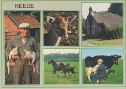 Delcampe - Nederland Neede Landelijk Tafereel Boeren Vee Paarden Beschreven #SCK211 - Neede