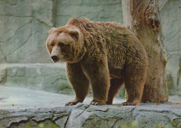 Delcampe - Deutschland Bär Brauner Bär IM Tierpark Wildtierfotografie Beschrieben #SCK190 - Höllental