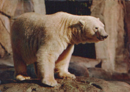 Delcampe - Italia Sconosciuto Orso Bianco Animale Polare Affrancata Unposted #SCK187 - Beren