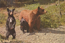 Delcampe - Canada Banff Wild Bear Family Mother Bear With Two Cubs #SCK188 - Banff