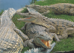 Delcampe - South Africa South Africa Crocodiles In Natural Habitat 1990s #SCK153 - Südafrika