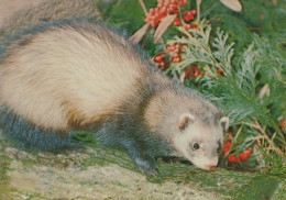 Delcampe - Nederland Schiedam Bunzing Wildlife Foto Gefrankeerd #SCK150 - Schiedam
