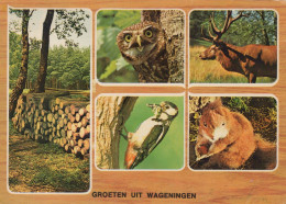 Delcampe - Nederland Wageningen Natuur Dieren Boslandschap Gepost #SCK154 - Wageningen