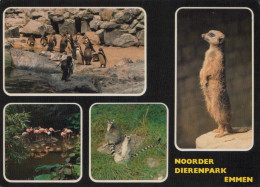 Delcampe - Nederland Emmen Noorder Dierenpark Dieren Wildlife Meerkat Pinguïns #SCK145 - Emmen