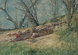 Delcampe - Nederland Schiedam Krokodil Met Open Mond Op Oever In Habitat #SCK149 - Schiedam