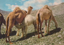Delcampe - Israel Jerusalem Camels In Desert Landscape With Mountains #SCK144 - Israel