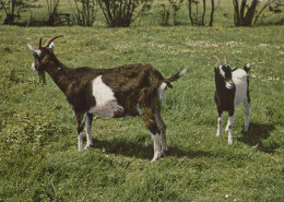 Delcampe - Nederland Delft Twee Geiten In Weiland Landschap #SCK142 - Delft
