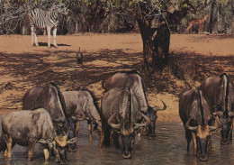 Delcampe - South Africa Johannesburg Wildlife Gnu Zebra Drinking #SCK127 - Südafrika