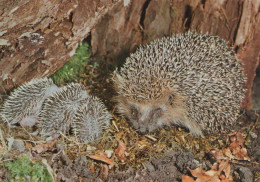 Delcampe - Nederland Driebergen Egel Moeder Met Jongen Wilde Dieren Gepost #SCK125 - Holten