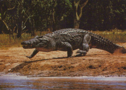 Delcampe - Deutschland Wildlife Nilkrokodil Am Flussufer Natürlicher Lebensraum #SCK135 - Höllental