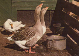 Delcampe - Farm Geese Domestic Birds Rural Scene Grey White Geese Unposted #SCK128 - Vogels
