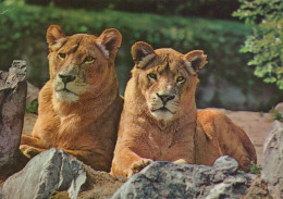 Delcampe - Nederland Alkmaar Twee Leeuwinnen Rusten In Dierenpark Verzonden #SCK124 - Alkmaar