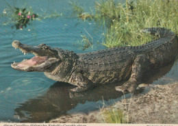 Delcampe - Republic Of Ireland Dublin Ireland Wildlife African Nile Crocodile #SCK129 - Dublin