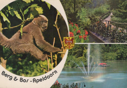 Delcampe - Nederland Apeldoorn Park Berg Bos Apenheul Dierentuin Verstuurd #SCK118 - Apeldoorn