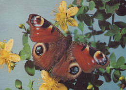 Delcampe - Deutschland Natur Pfauenauge Schmetterling Auf Gelben Blumen Gestempelt #SCK109 - Aachen