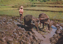 Delcampe - Indonesia Yogyakarta Petani Membajak Sawah Dengan Kerbau Dikirim #SCK110 - Indonesien