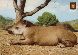 Delcampe - ESPAÑA Barcelona Cataluña Tapir En Reposo Serie Animales Salvajes #SCK114 - Barcelona