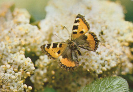 Delcampe - Nederland Vlaardingen Vlinder Op Bloem Natuurlandschap Beschreven #SCK108 - Vlaardingen