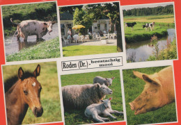 Delcampe - Nederland Roden Plattelandsleven Dieren En Terras Beestachtig Mooi #SCK107 - Sonstige & Ohne Zuordnung
