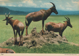 Delcampe - Tanzania Ngorongoro Serengeti Topi Antelope Wildlife Nature #SCK096 - Tansania