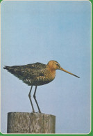Delcampe - Nederland Driebergen Grutto Vogel Natuur Fauna Geplaatst Postkaart #SCK795 - Driebergen – Rijsenburg