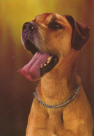 Delcampe - Nederland Maassluis Portret Bruine Hond Met Open Bek Verzonden #SCK735 - Maassluis