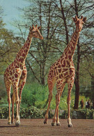 Delcampe - Deutschland Berlin Tiergarten Zoo Giraffen Wildtiere Tierpark Oblitée #SCK730 - Dierentuin