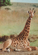Delcampe - Deutschland Afrika Savanne Giraffe Sitzend Tierfotografie Unposted #SCK710 - Giraffen