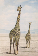 Delcampe - Africa Giraffes Wildlife Mammals Landscape Unposted #SCK706 - Giraffen