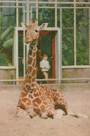 Delcampe - Nederland Schiedam Dierentuin Giraffe Dieren Geplaatst #SCK703 - Schiedam