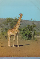 Delcampe - Africa Wildlife Savanna Giraffe Natural Habitat Landscape Unidentified #SCK708 - Giraffen